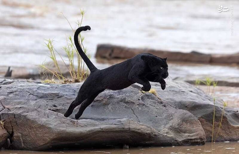 تصاویری دیدنی از "پلنگ سیاه کنیا"