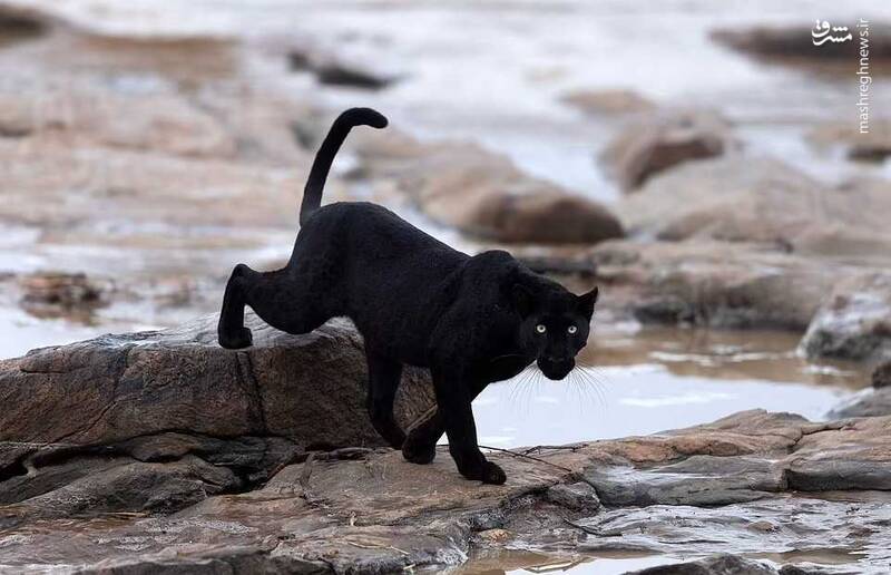 تصاویری دیدنی از "پلنگ سیاه کنیا"