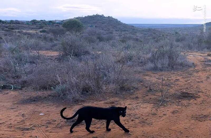 تصاویری دیدنی از "پلنگ سیاه کنیا"