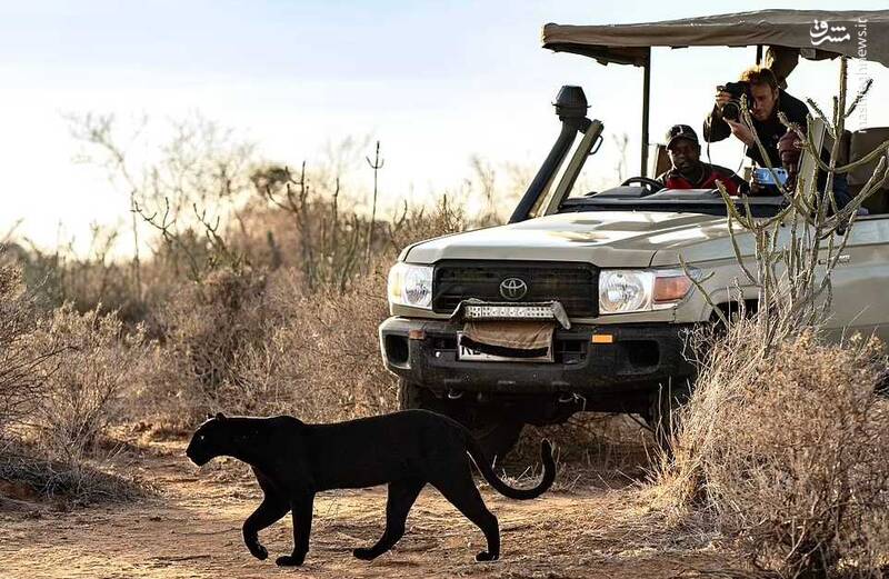 تصاویری دیدنی از "پلنگ سیاه کنیا"
