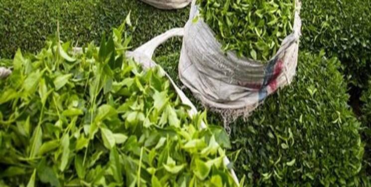 متخلفان پرونده تخلف واردات چای به دستگاه قضایی معرفی شدند متخلفان پرونده تخلف واردات چای به دستگاه قضایی معرفی شدند