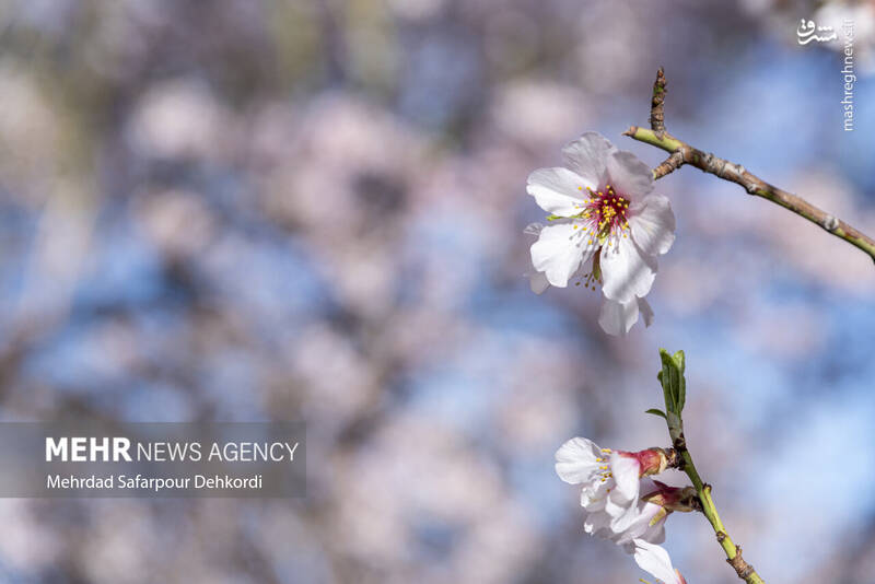 عکس/ شکوفههای بهاری سامان
