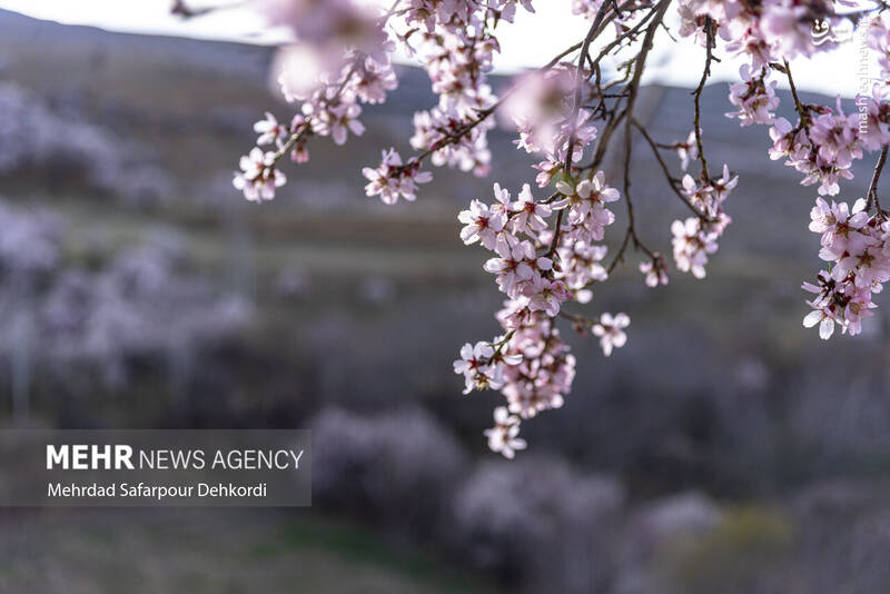 عکس/ شکوفههای بهاری سامان