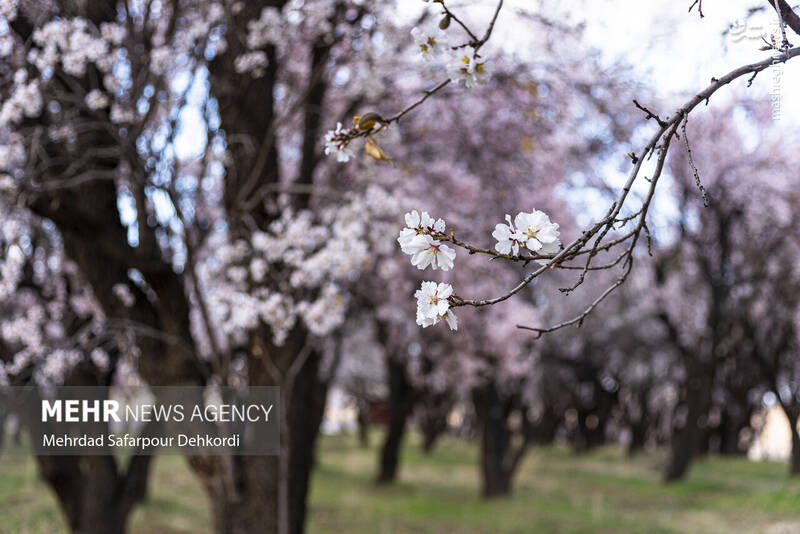 عکس/ شکوفههای بهاری سامان