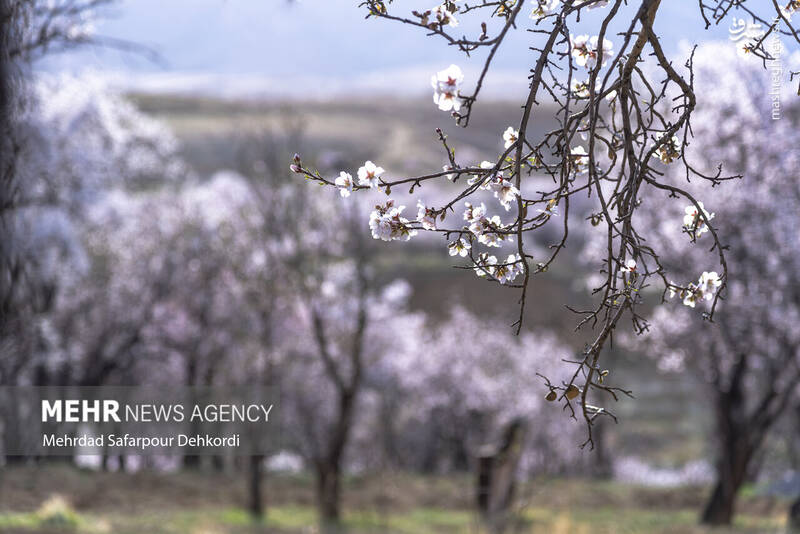 عکس/ شکوفههای بهاری سامان