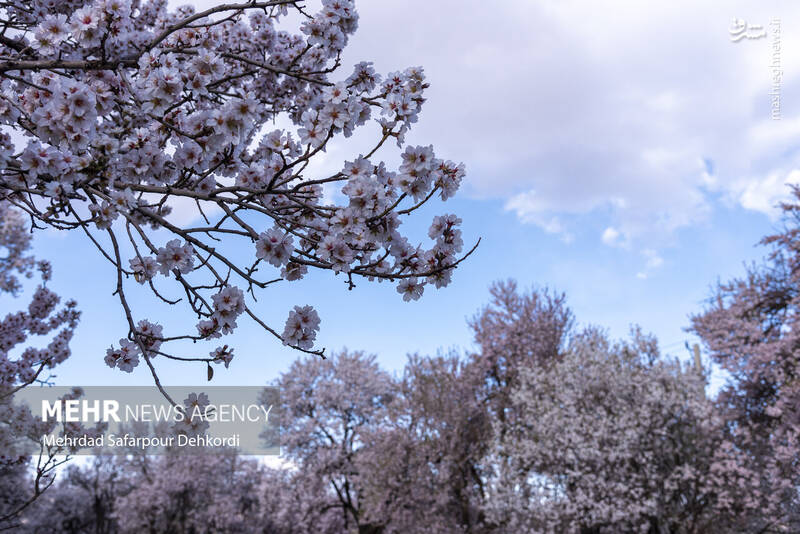 عکس/ شکوفههای بهاری سامان