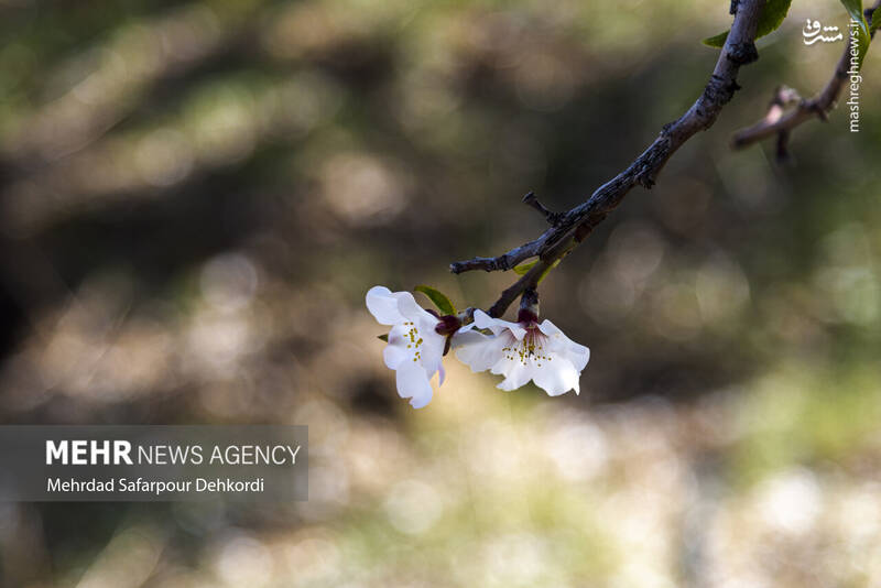 عکس/ شکوفههای بهاری سامان