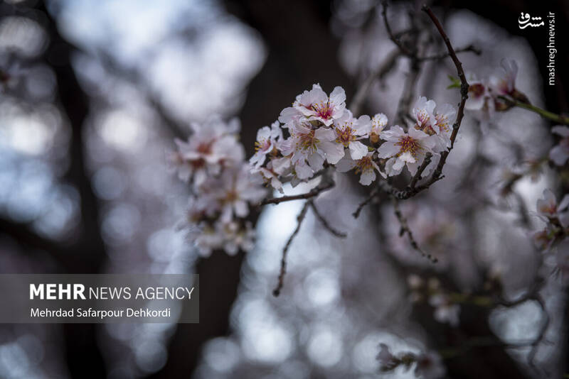 عکس/ شکوفههای بهاری سامان