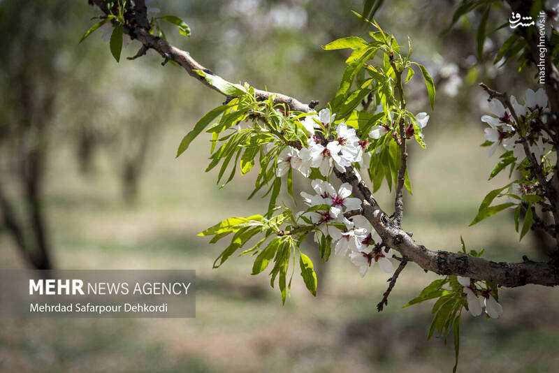 عکس/ شکوفههای بهاری سامان