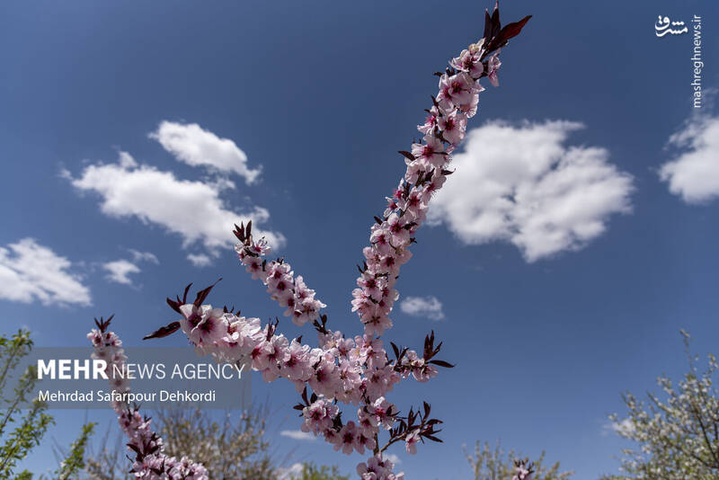 عکس/ شکوفههای بهاری سامان