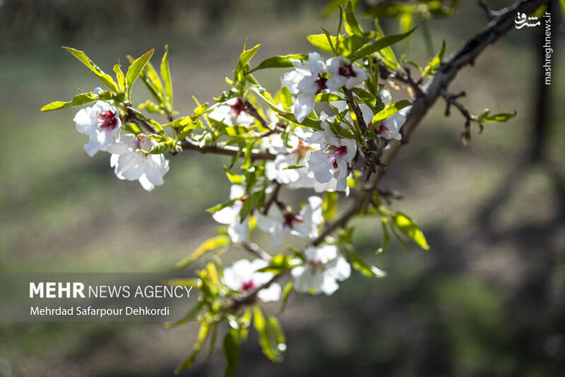 عکس/ شکوفههای بهاری سامان