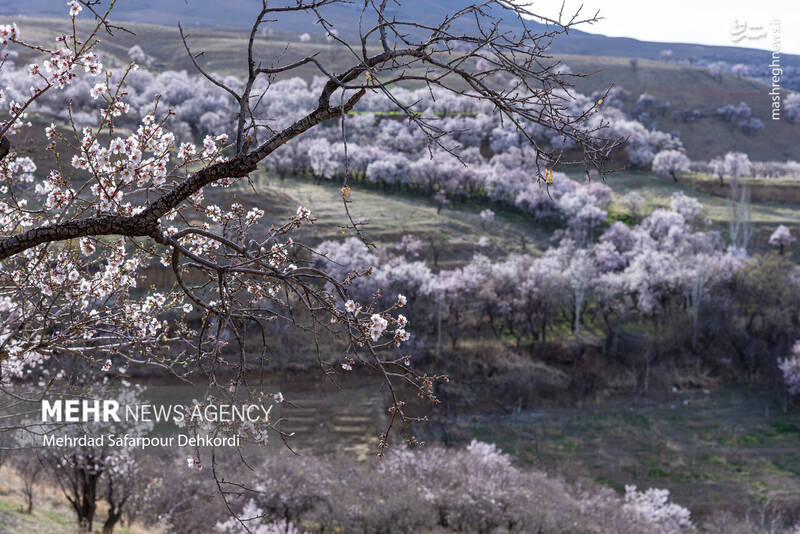 عکس/ شکوفههای بهاری سامان
