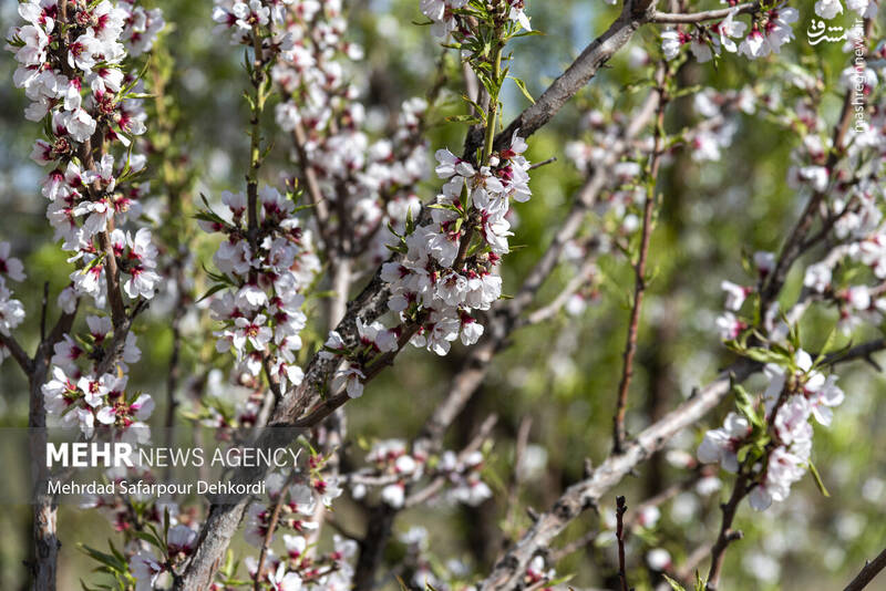 عکس/ شکوفههای بهاری سامان