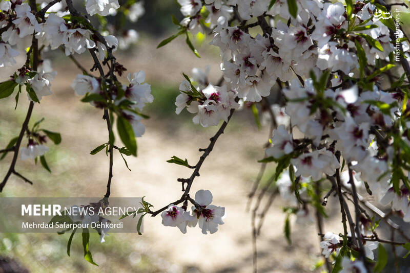 عکس/ شکوفههای بهاری سامان