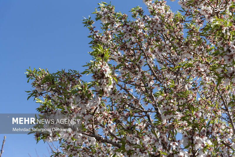 عکس/ شکوفههای بهاری سامان