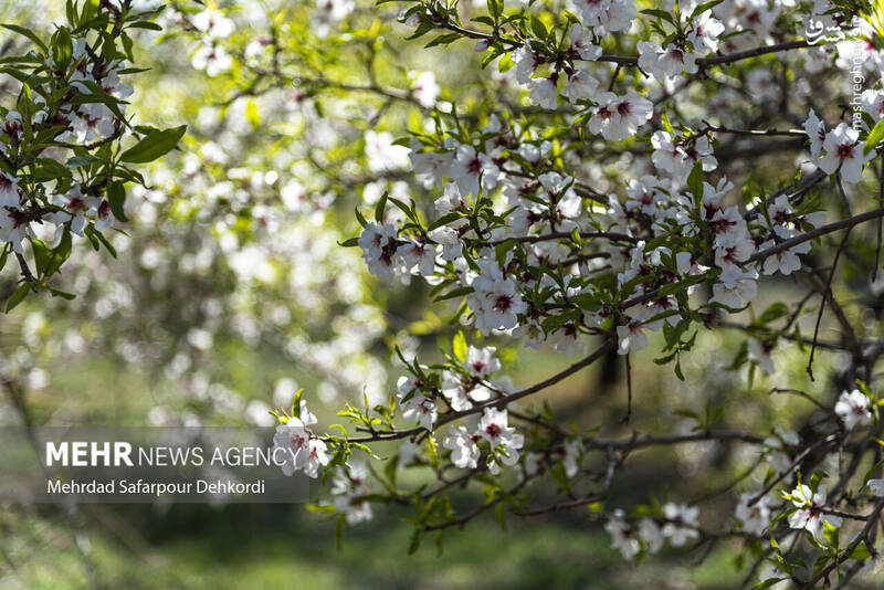 عکس/ شکوفههای بهاری سامان