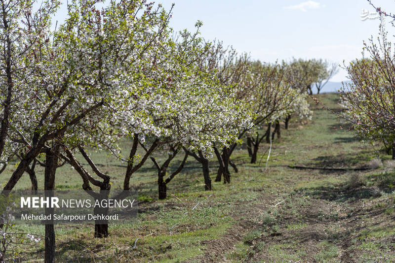 عکس/ شکوفههای بهاری سامان