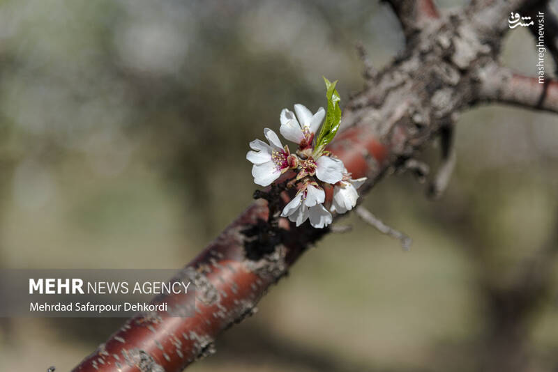 عکس/ شکوفههای بهاری سامان