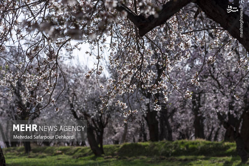 عکس/ شکوفههای بهاری سامان