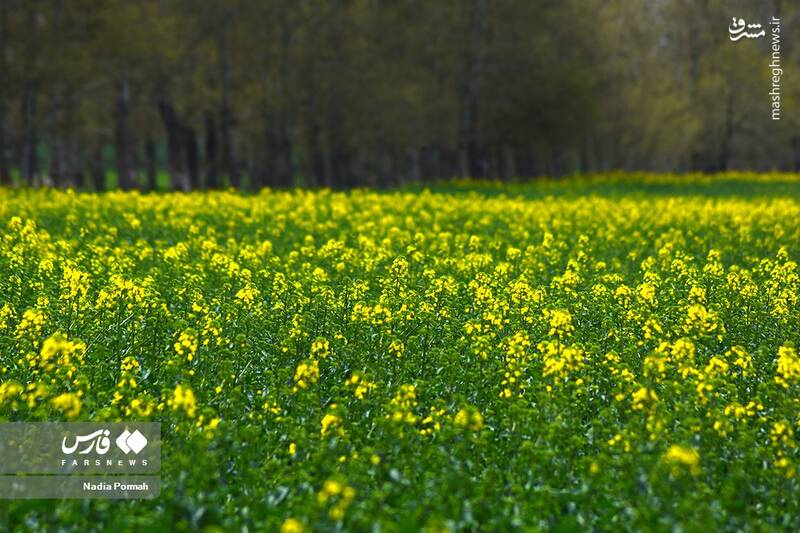 عکس/ کشت گیاه "کلزا"