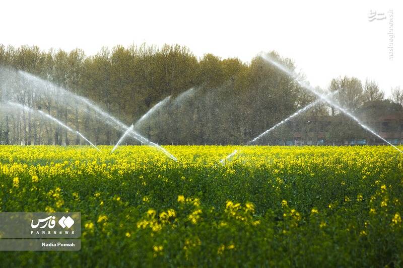 عکس/ کشت گیاه "کلزا"