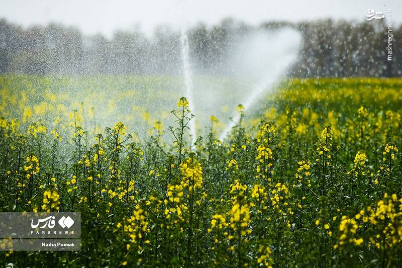 عکس/ کشت گیاه "کلزا"
