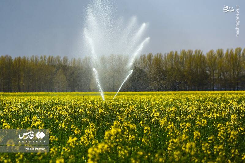 عکس/ کشت گیاه "کلزا"