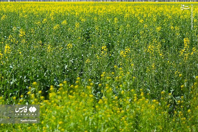 عکس/ کشت گیاه "کلزا"
