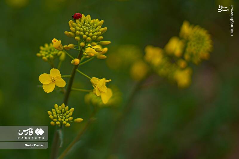 عکس/ کشت گیاه "کلزا"