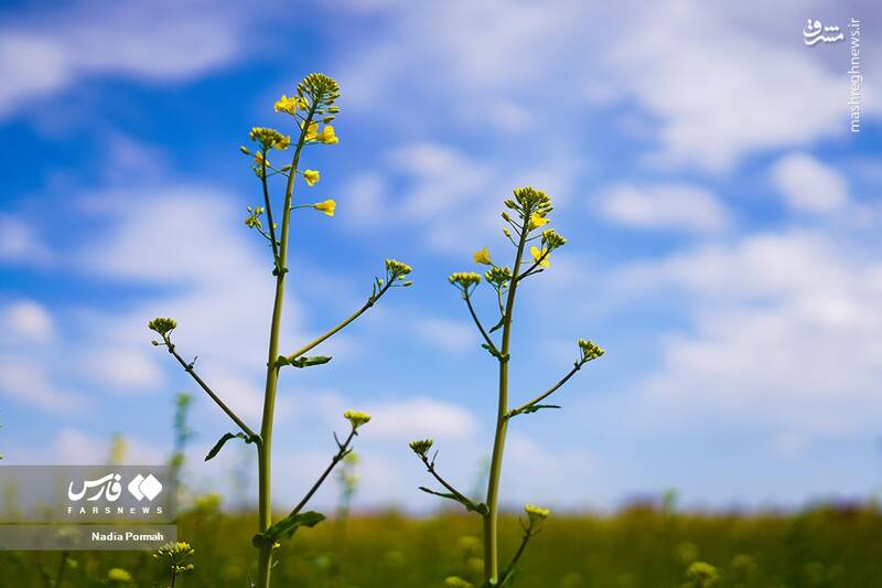 عکس/ کشت گیاه "کلزا"