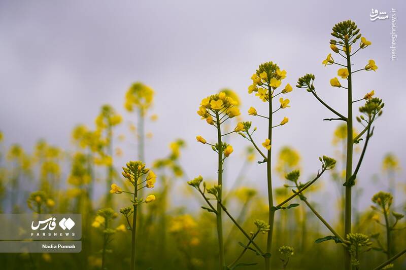 عکس/ کشت گیاه "کلزا"