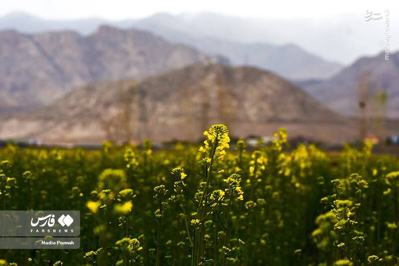 عکس/ کشت گیاه "کلزا"