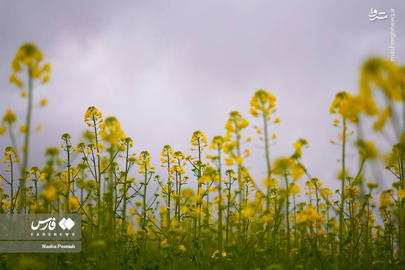 عکس/ کشت گیاه "کلزا"