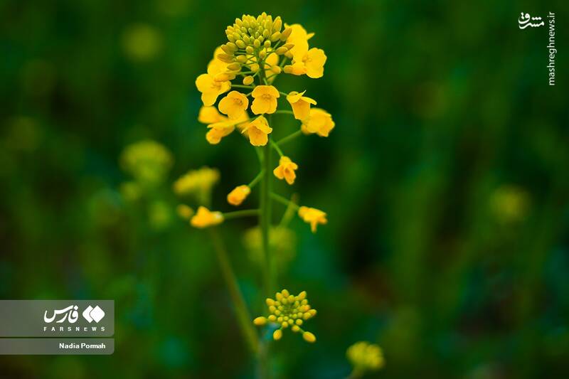 عکس/ کشت گیاه "کلزا"