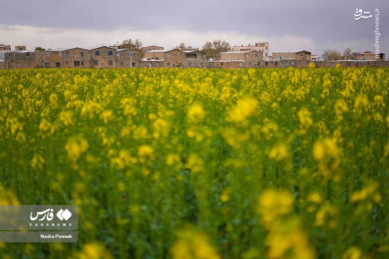 عکس/ کشت گیاه "کلزا"