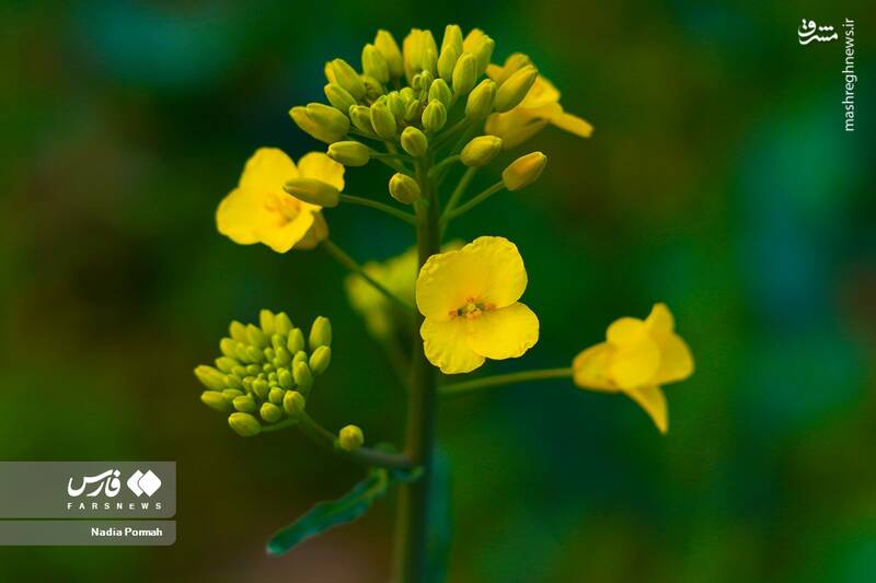 عکس/ کشت گیاه "کلزا"