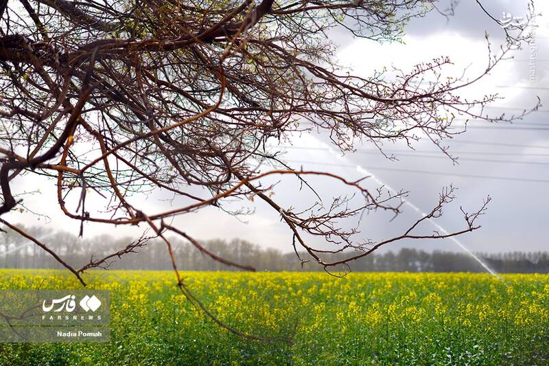 عکس/ کشت گیاه "کلزا"