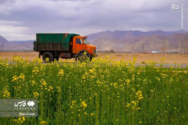 عکس/ کشت گیاه "کلزا"