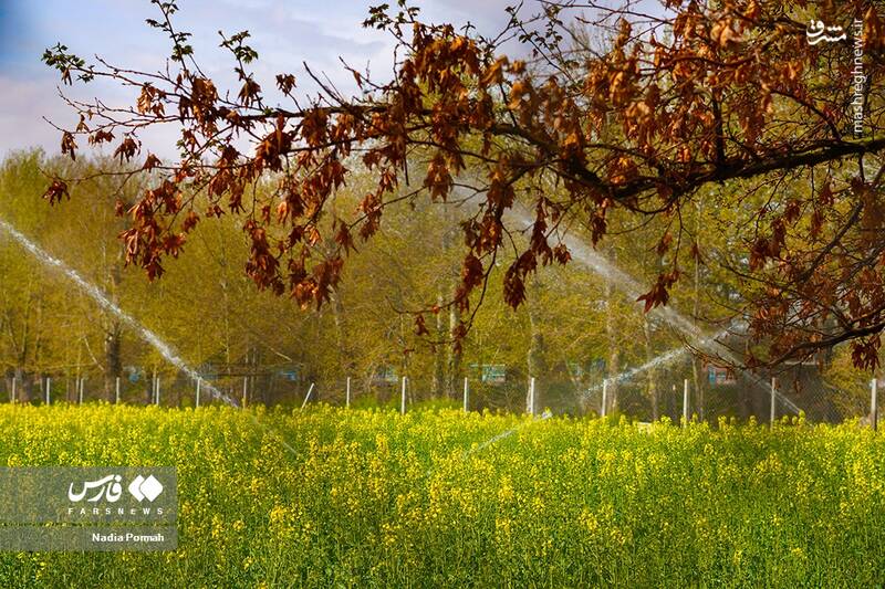 عکس/ کشت گیاه "کلزا"