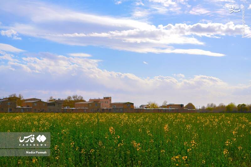 عکس/ کشت گیاه "کلزا"