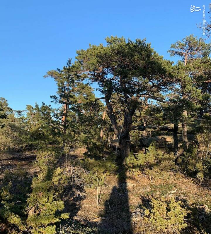 عکس/ ادوات زرهی استتار شده را پیدا کنید