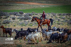 تمجید محقق داماد از حوزه علمیهی بدون سیاست!/ رفتار پسندیده مرد عشایری با یک خرس قهوهای
