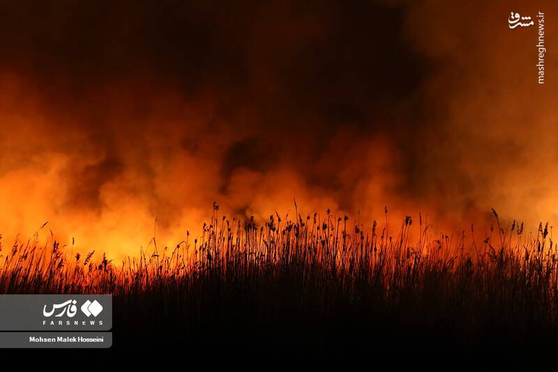 عکس/ شعلههای آتش بر تنِ تالاب میقان
