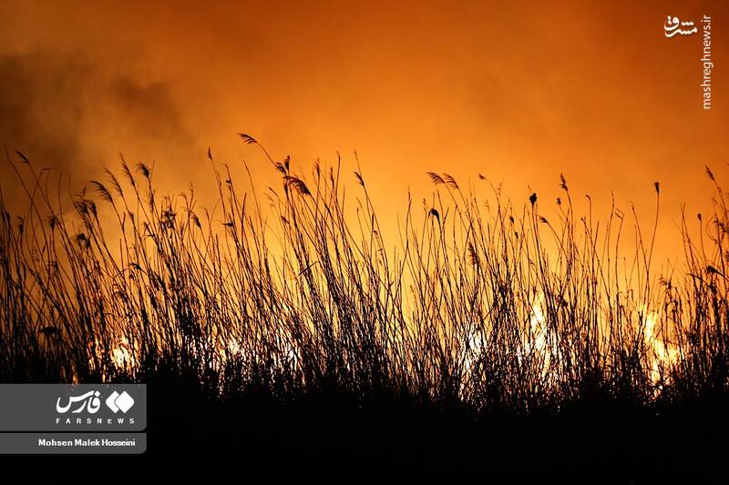 عکس/ شعلههای آتش بر تنِ تالاب میقان
