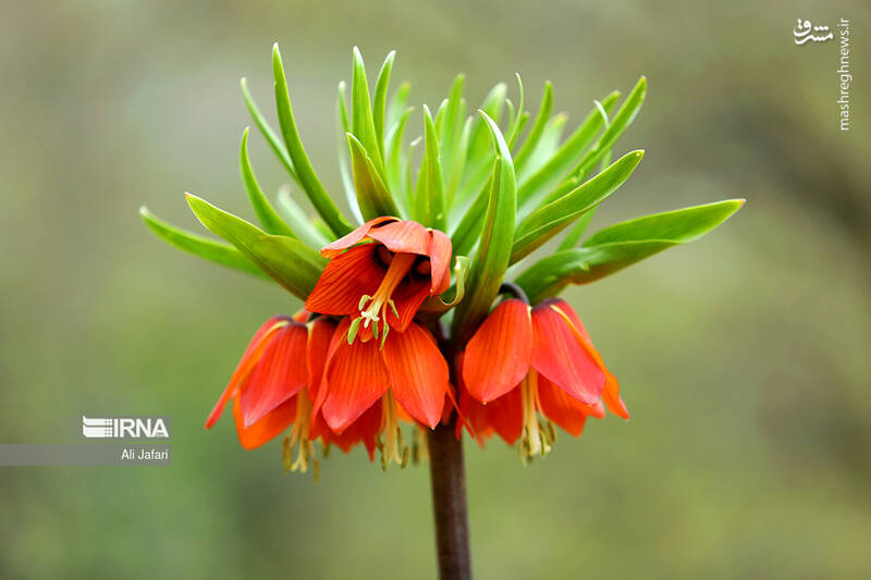 عکس/ دشت لالههای واژگون در ایلام