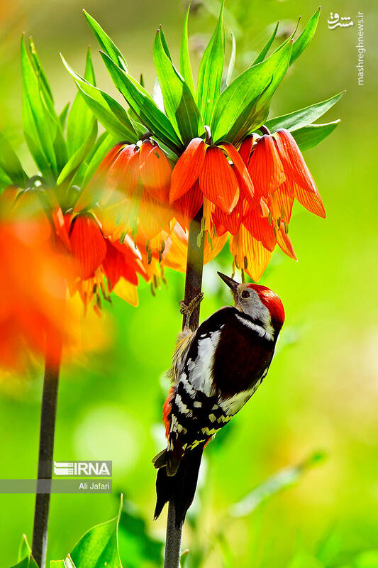 عکس/ دشت لالههای واژگون در ایلام