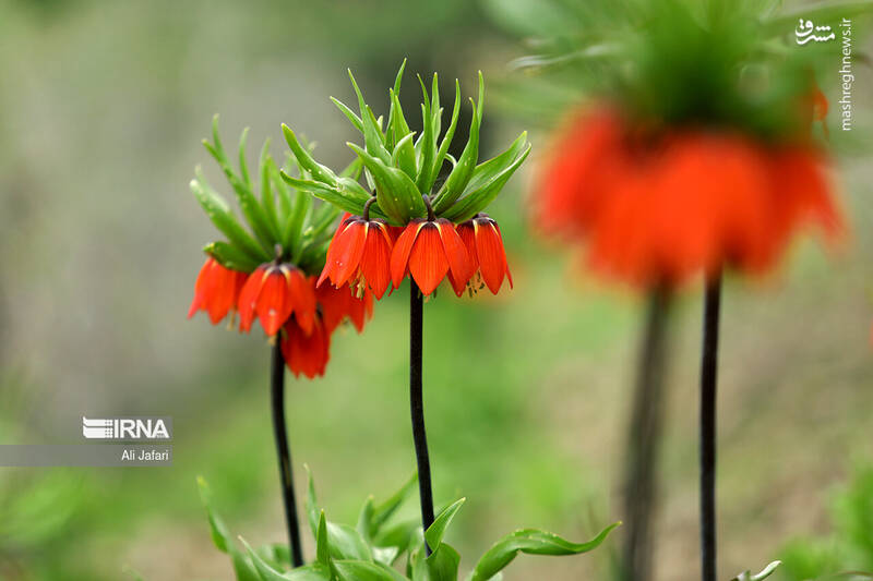عکس/ دشت لالههای واژگون در ایلام