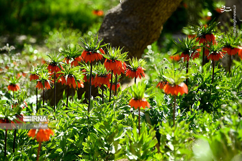 عکس/ دشت لالههای واژگون در ایلام