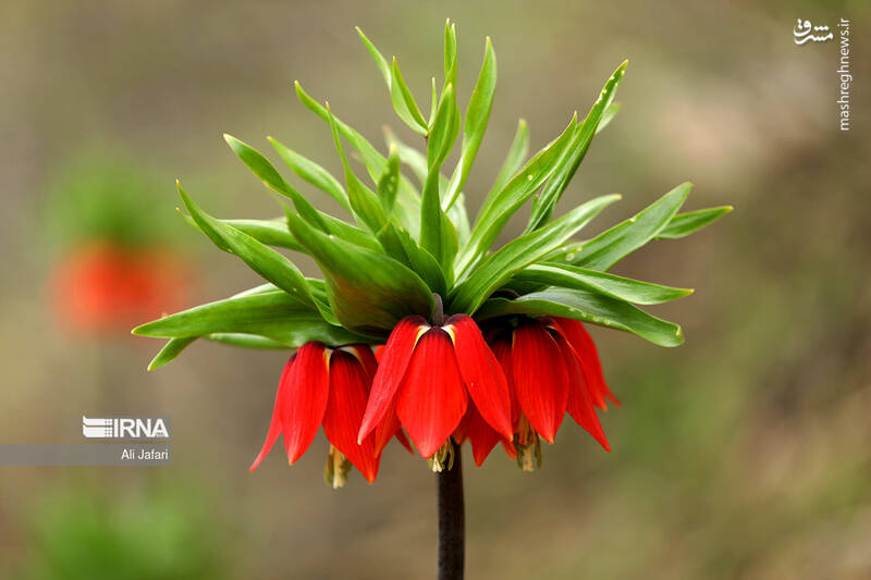 عکس/ دشت لالههای واژگون در ایلام