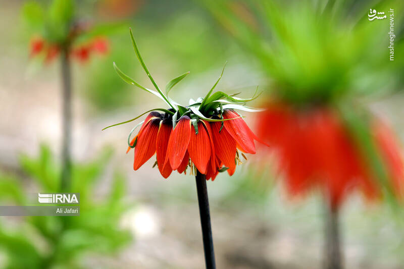 عکس/ دشت لالههای واژگون در ایلام